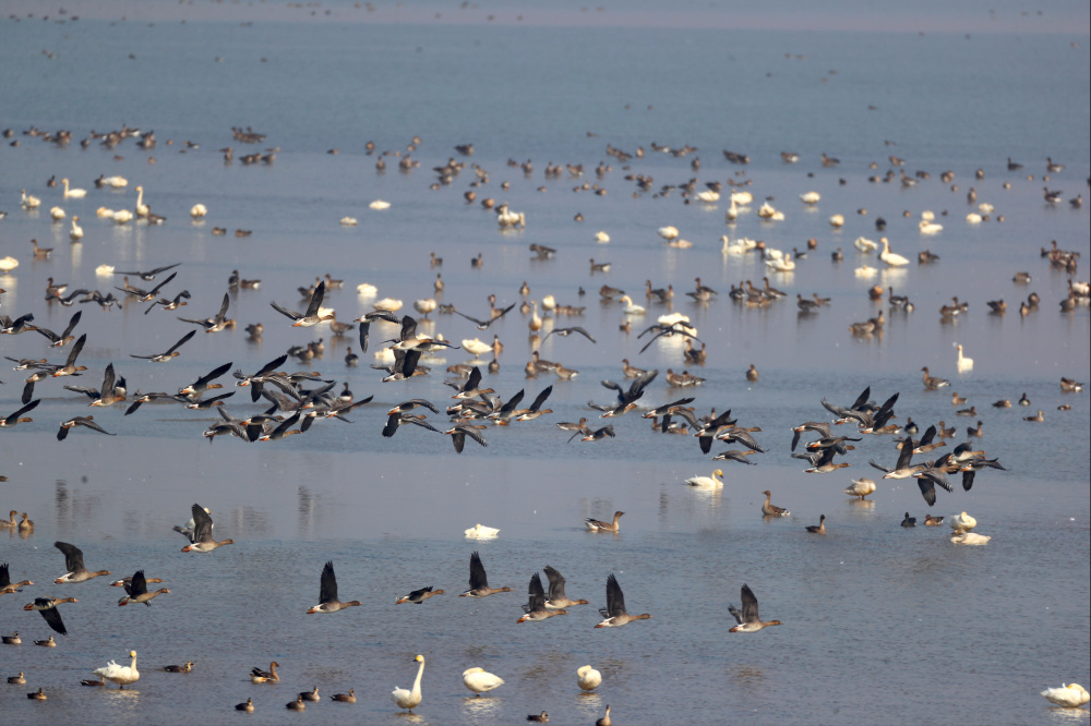 大批春季迁徙候鸟飞临官厅水库,一天监测到1.8万只