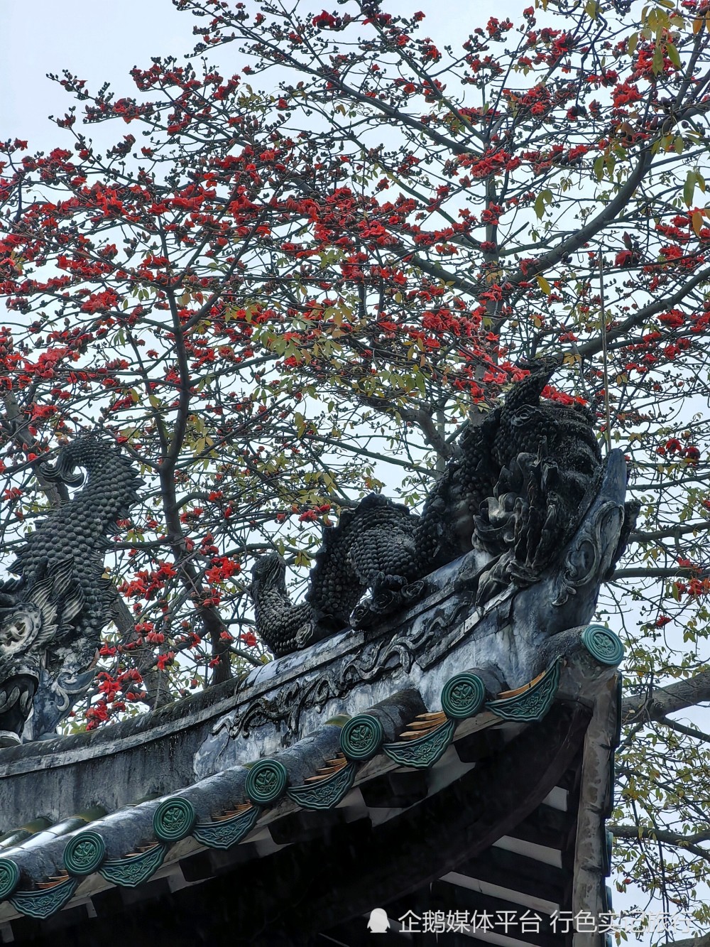 广州光孝寺姻缘树图片