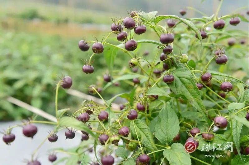 罗平县以德社区网红蜘蛛果变致富果