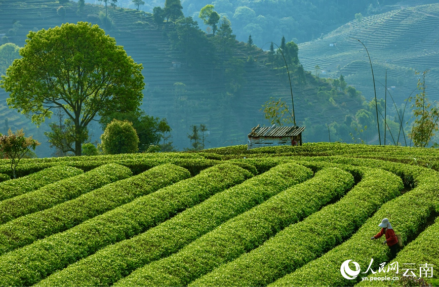 云南普洱200余万亩春茶开采