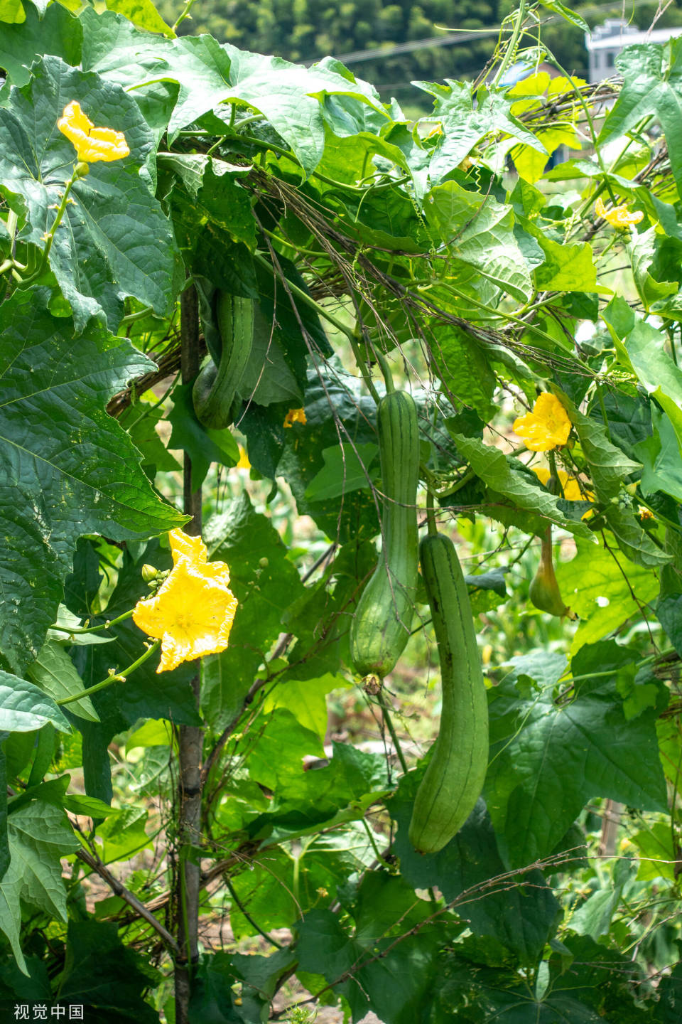 夜读|神奇的丝瓜