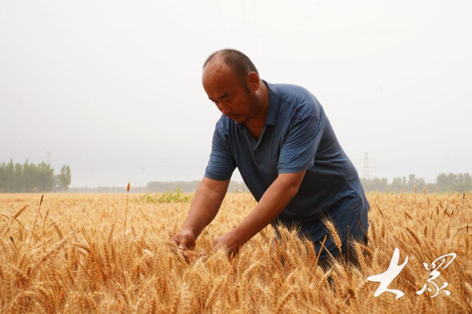 齐鲁粮仓|20年麦客携新"搭档"返乡收麦