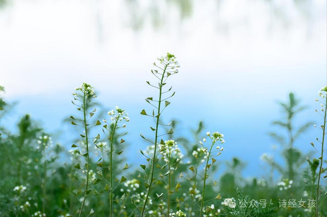 探寻《诗经》里的春光(八):荠菜花