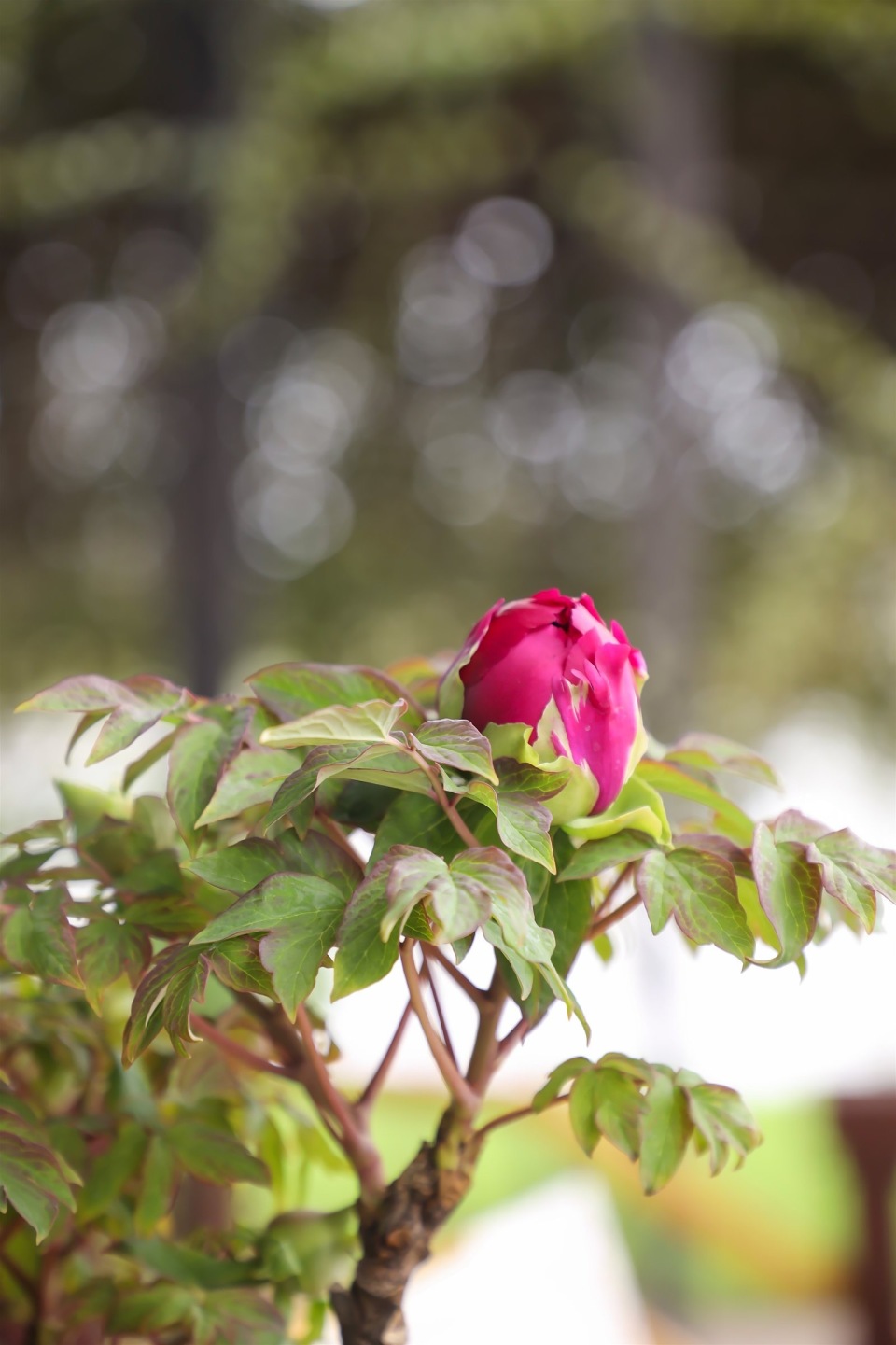 东莞市桥头镇2024年新春赏花行暨第三届洛阳牡丹花展启动