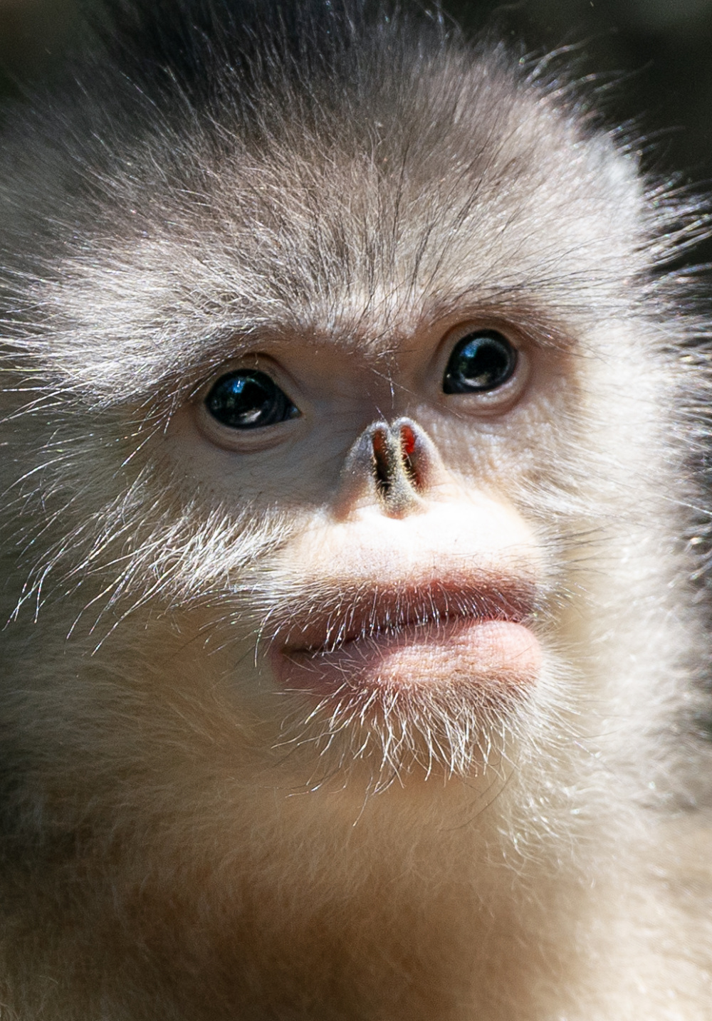 一只滇金丝猴在林间发出叫声