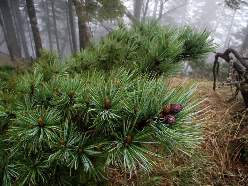 长白山植物千"种"风情～偃松