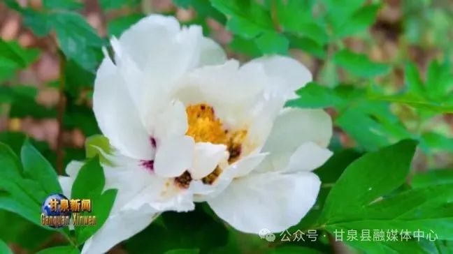 镇雨岔村的一处山坡上,牡丹花开正艳,白色的花瓣内面基部有深紫色斑块