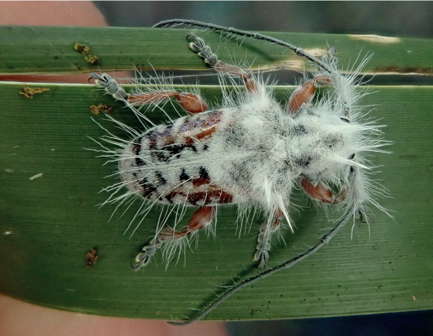 新物种一种白毛绒绒的天牛