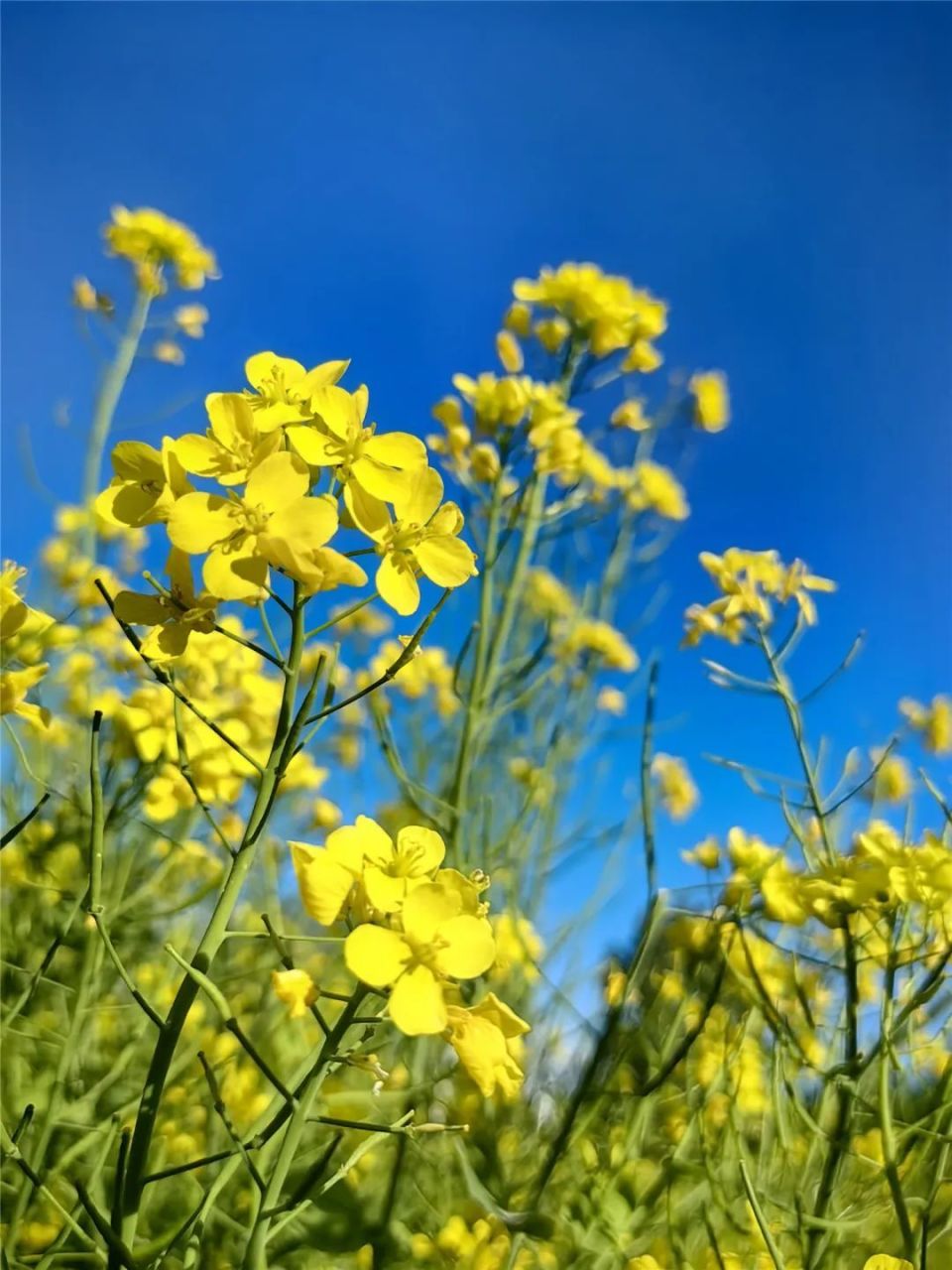 油菜花海的图片大全图片