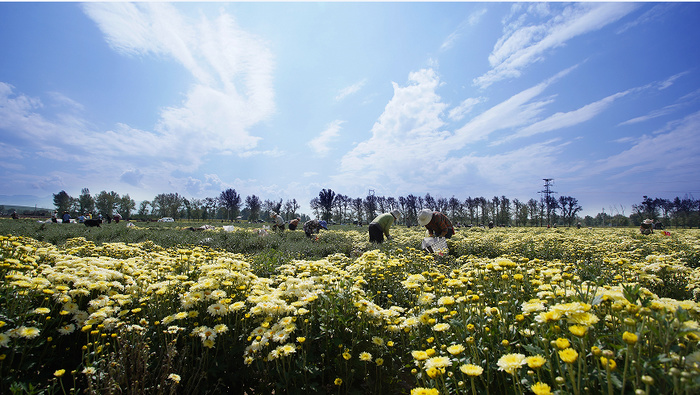 山西忻州市五寨县:秋风初起菊花香
