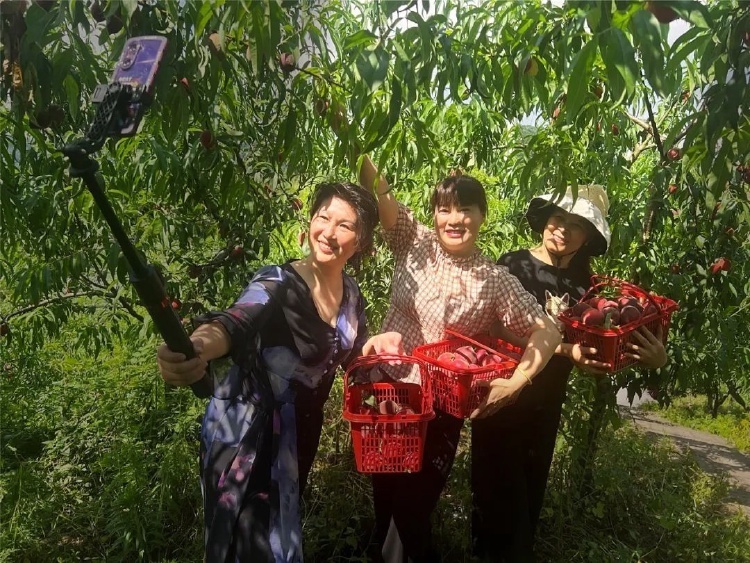 满枝头,在阳光的照耀和绿叶的掩映下粉嫩透红,沁人心脾的芳香扑鼻而来