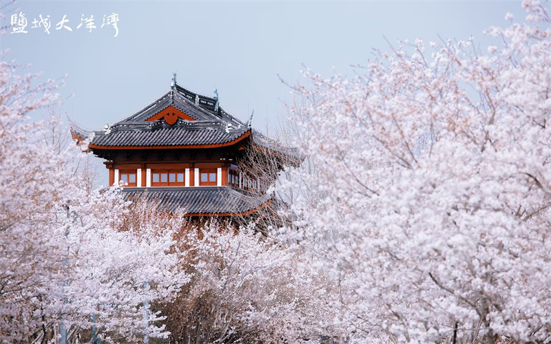 盐城大洋湾第九届樱花节启动_腾讯新闻