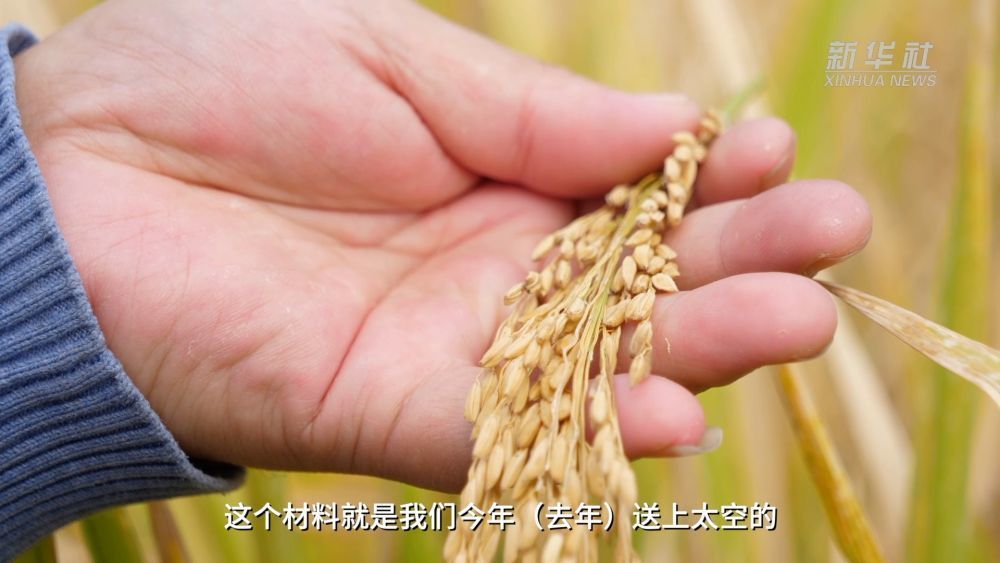 送上太空的超级杂交稻卓两优1126的亲本r1126,在经历了去年湖南极端