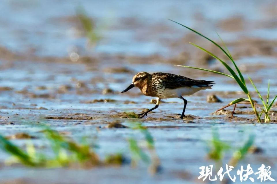 盐城东台条子泥"鸟浪"来袭