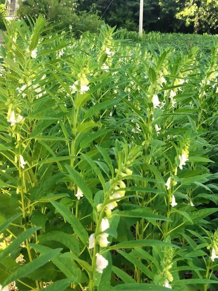 【四季皆美】芝麻开花,节节高