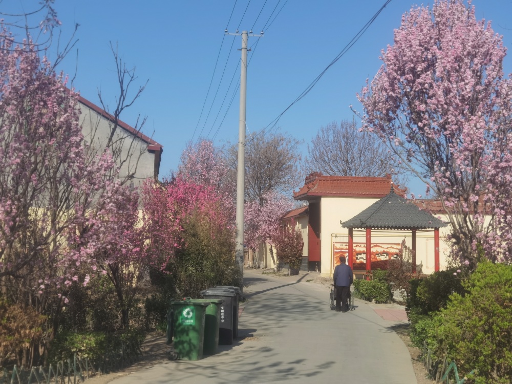 青州市何官镇石家村第六届桃花节开幕