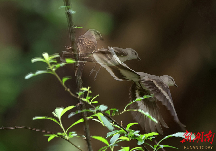 夏日的捉虫能手——小灰山椒鸟