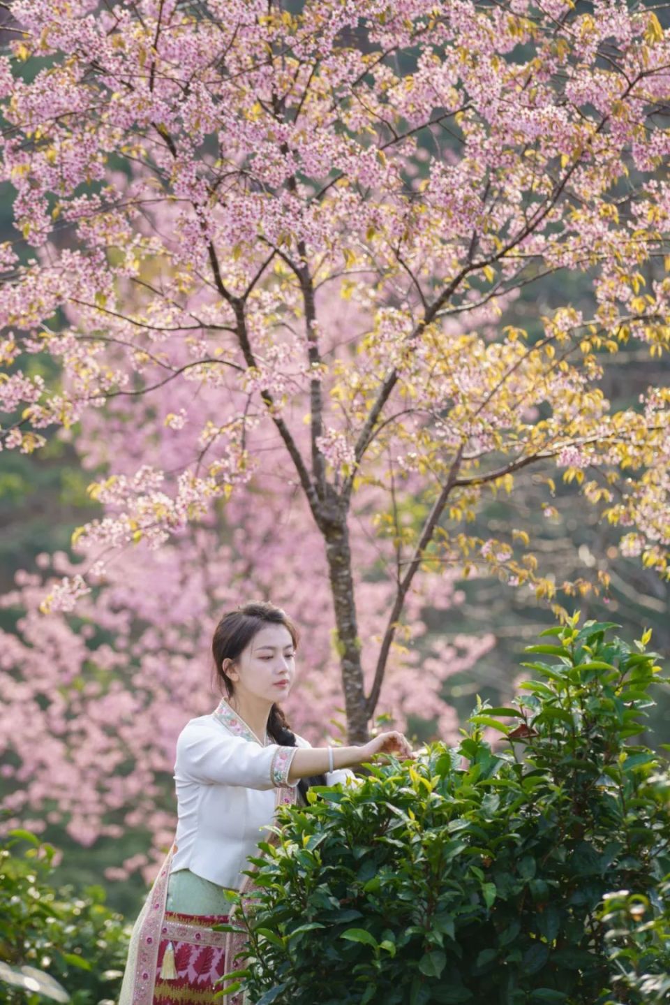 景迈樱花图片