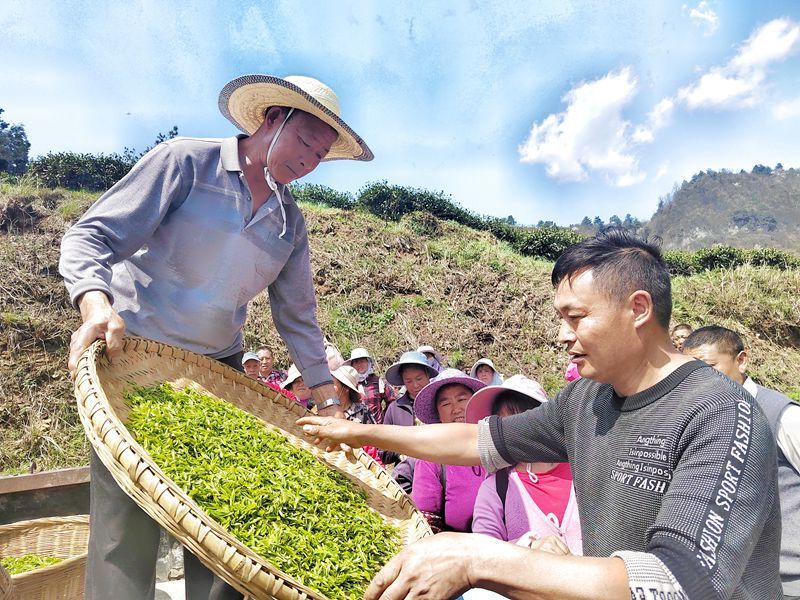 开阳县高寨乡茶叶香里说丰年