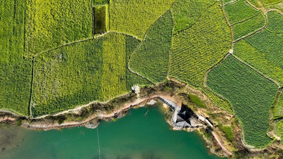 市县两级联动报道丨开阳县禾丰乡金色花海开出新花样