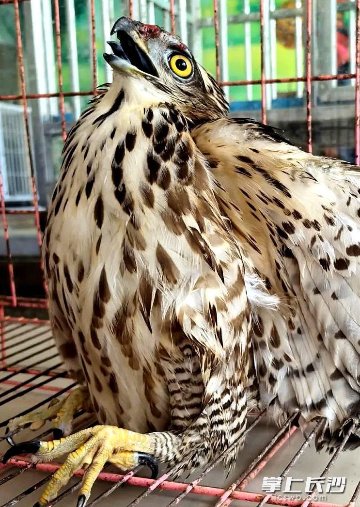 长沙晚报全媒体记者 贺文兵 摄5月24日,长沙生态动物园开展救护鸟类