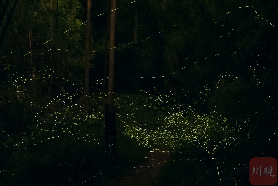 c视频|春夜流萤 这个"萤火虫秘境"人气火爆