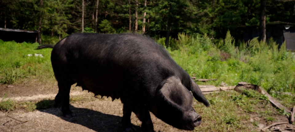 梦境迷踪，黑猪产子与蚁群追随的深层寓意