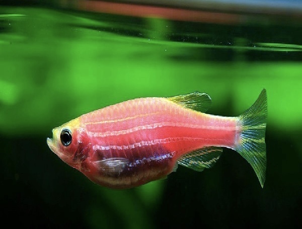 我科学家解开斑马鱼肠-脑调节谜团