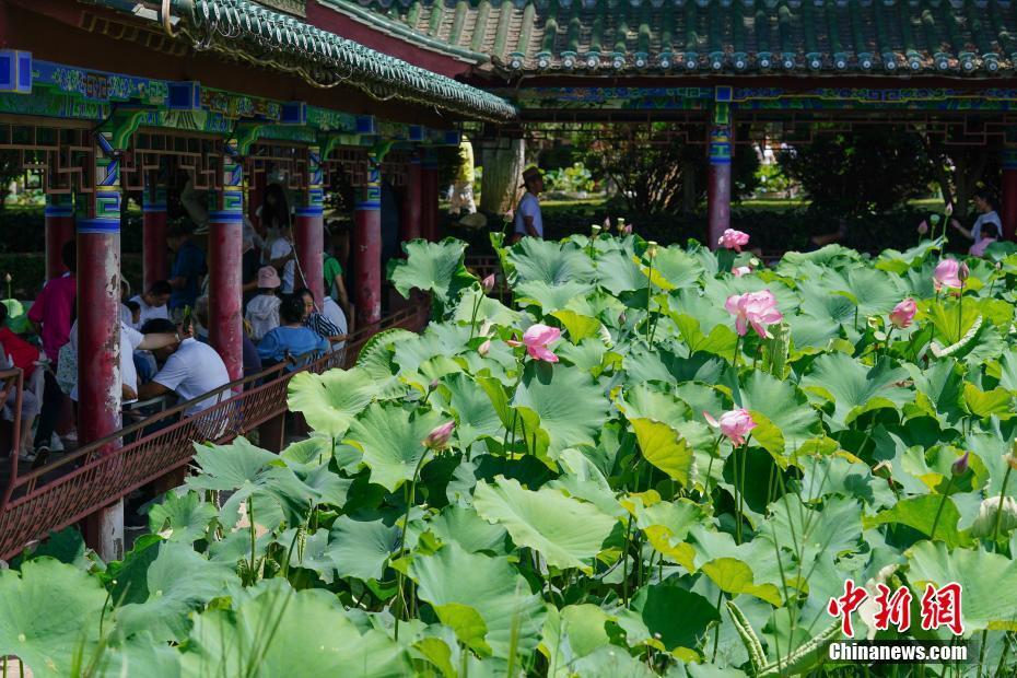 日前,昆明市大观公园大片荷花盛开,吸引民众游园,赏花.