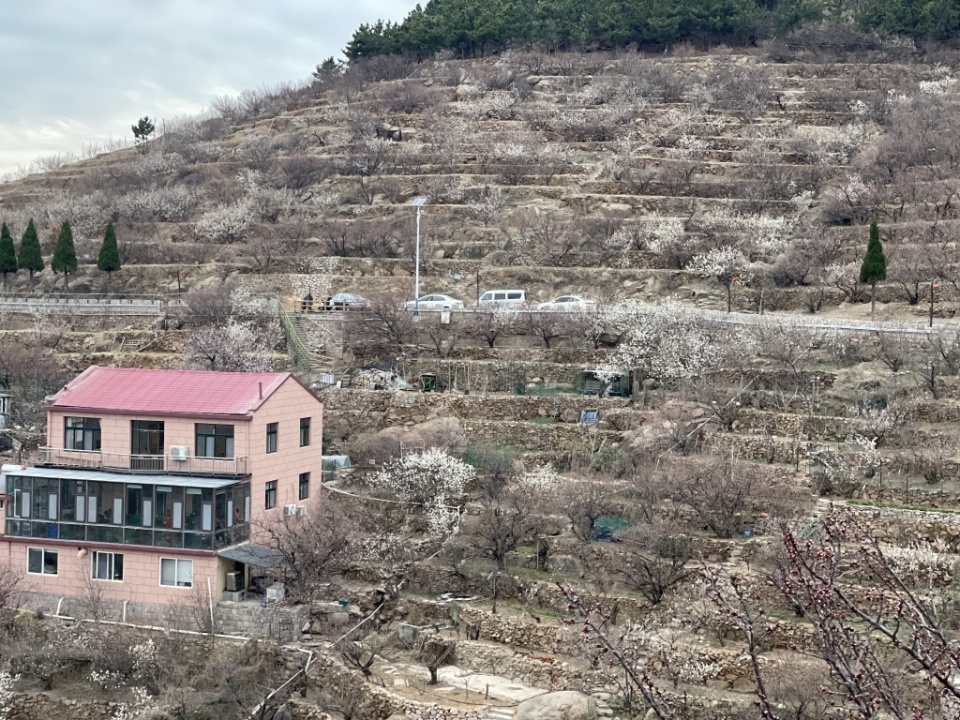 蓓蕾初绽北宅樱桃花将次第开放赏樱地图每日更新发布