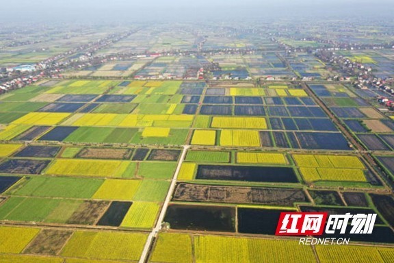 南县三仙湖镇:油菜花开春意浓 "稻油轮作"促增收