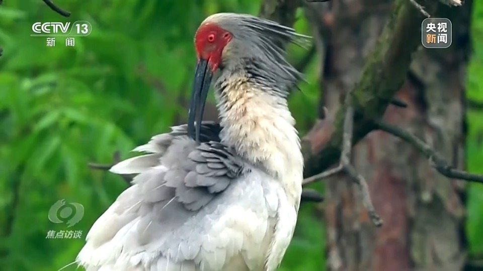 焦点访谈丨十年光景 罗山县如何蝶变"百鸟乐园"