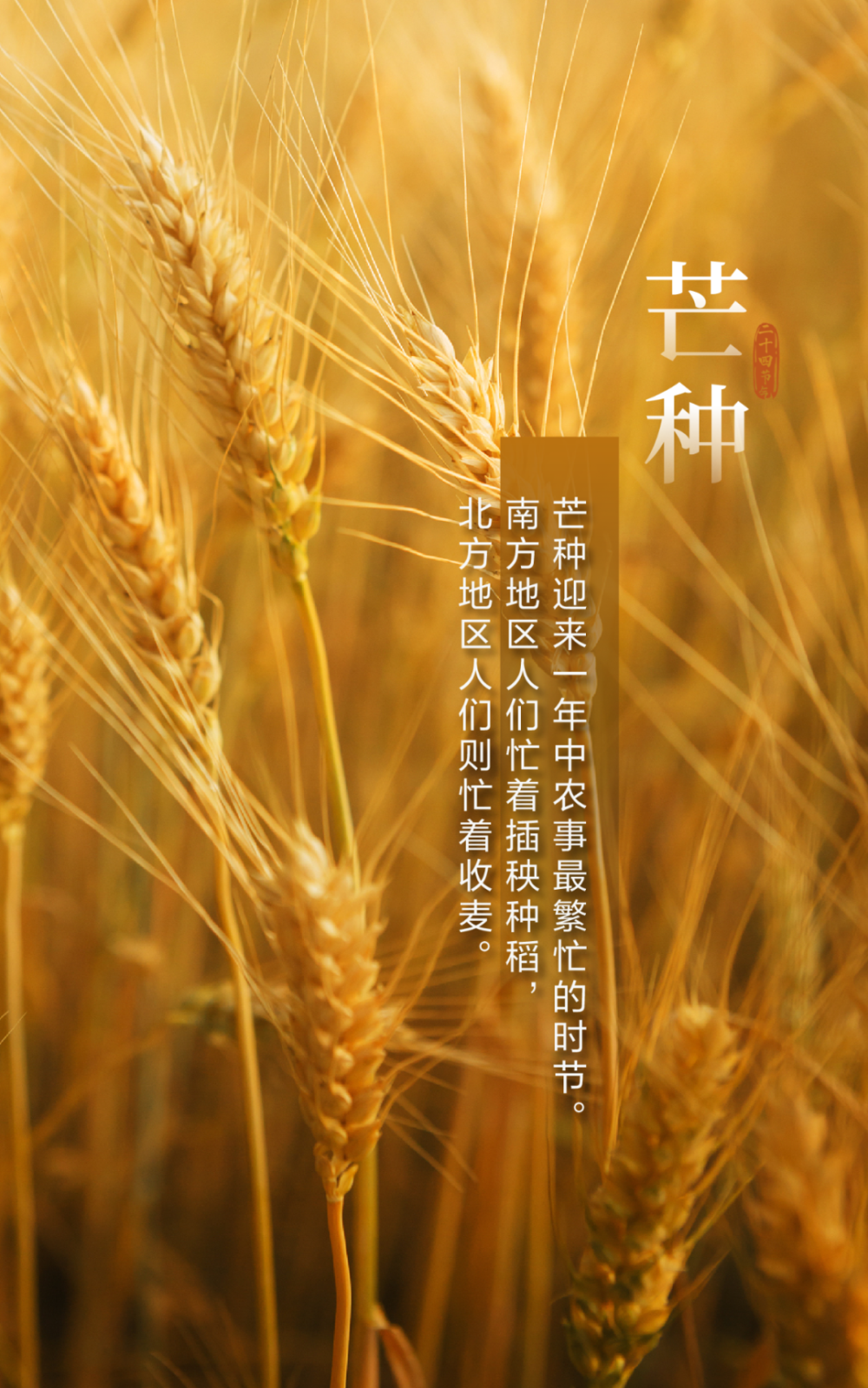 今日芒种,种下希望