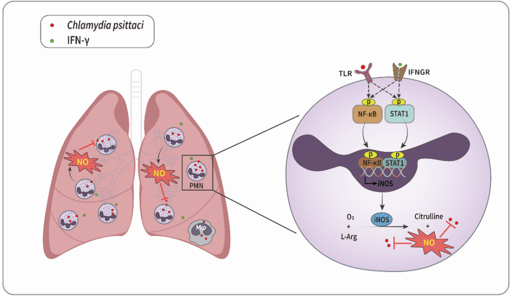 ifn-γ通过激活pmn中nf-κb和stat1信号通路诱导pmn表达inos和产生no
