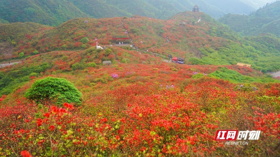组图丨杜鹃正当红浏阳大围山杜鹃花海进入最佳观赏期