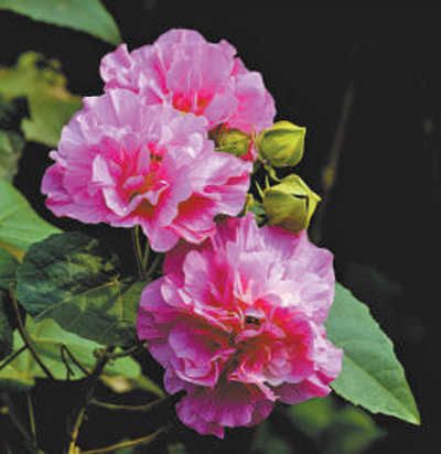 水木芙蓉  相映成趣(把自然讲给你听)