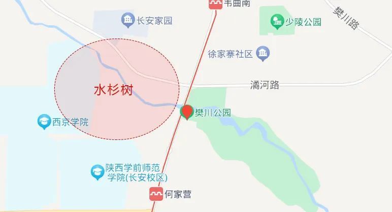 没有人在樊川公园谈恋爱,总有人在水杉树下出片