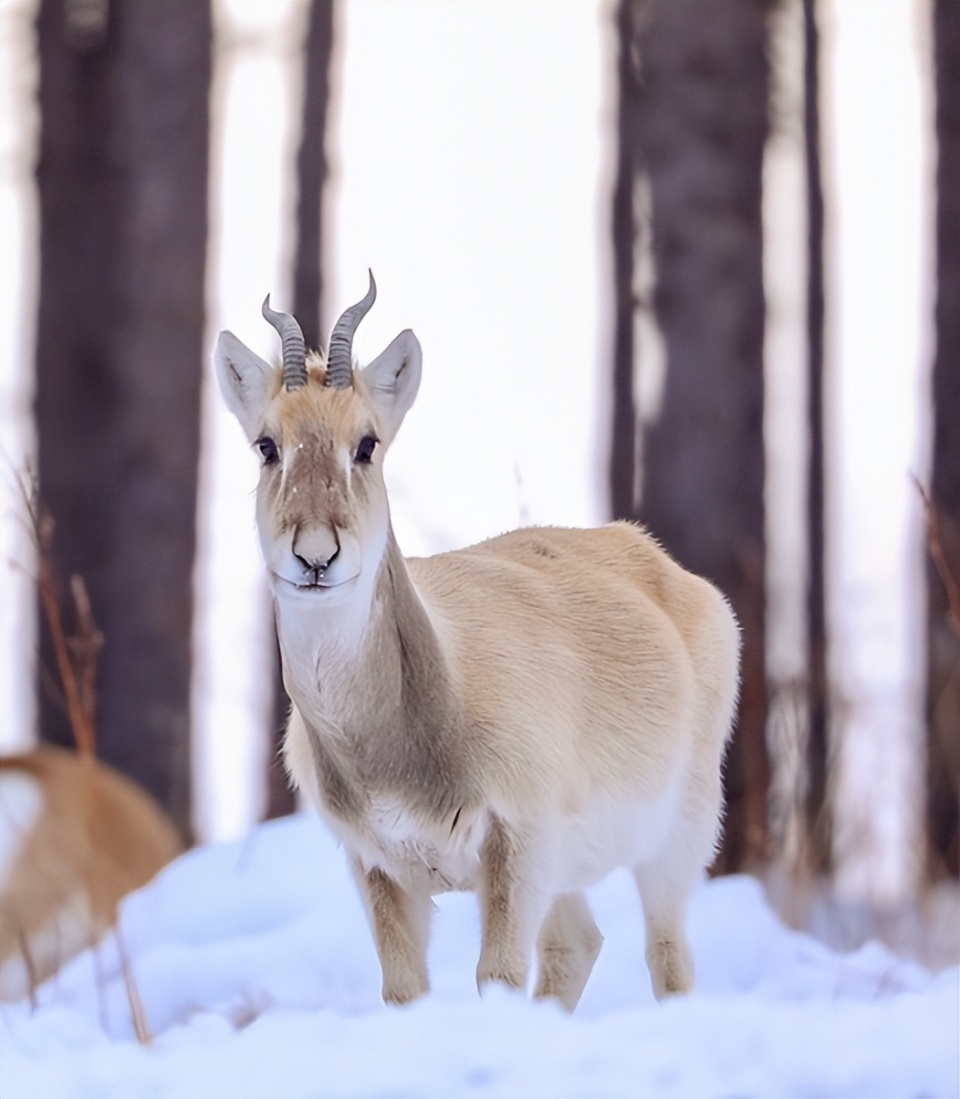 内蒙古阿尔山已开通观看黄羊专线叮叮车_腾讯新闻