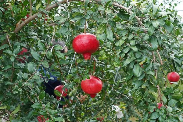 乡村振兴硕果满枝石榴红宾川新品种石榴成熟上市