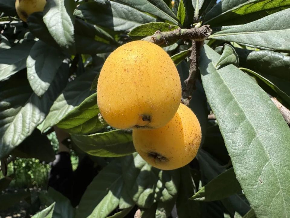 "塘栖枇杷第5年,感觉今年品质最好!