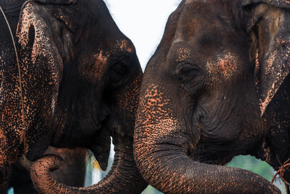 泰国庆祝大象日