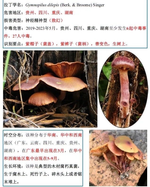 重庆市5月份重点关注的三种毒蘑菇另外,野生蘑菇中有毒蘑菇与无毒蘑菇