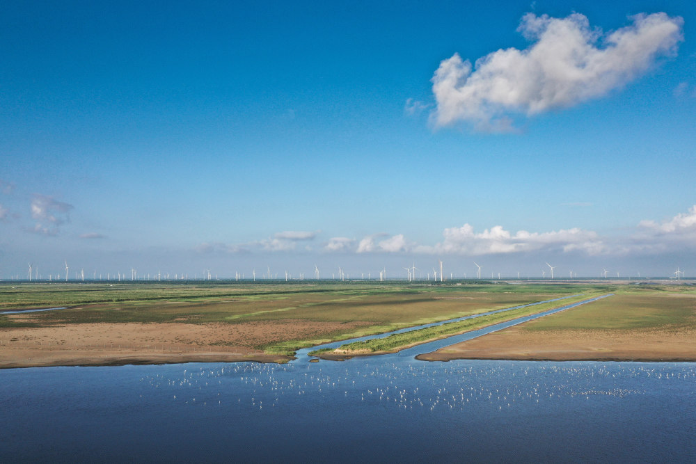 盐城黄海湿地珍禽异兽的乐园
