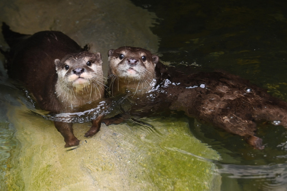 世界水獭日,深圳野生动物园水獭享用"刺身大餐"