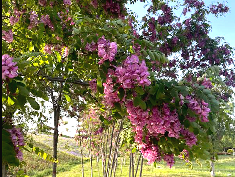 田建奇 | 故乡的槐花