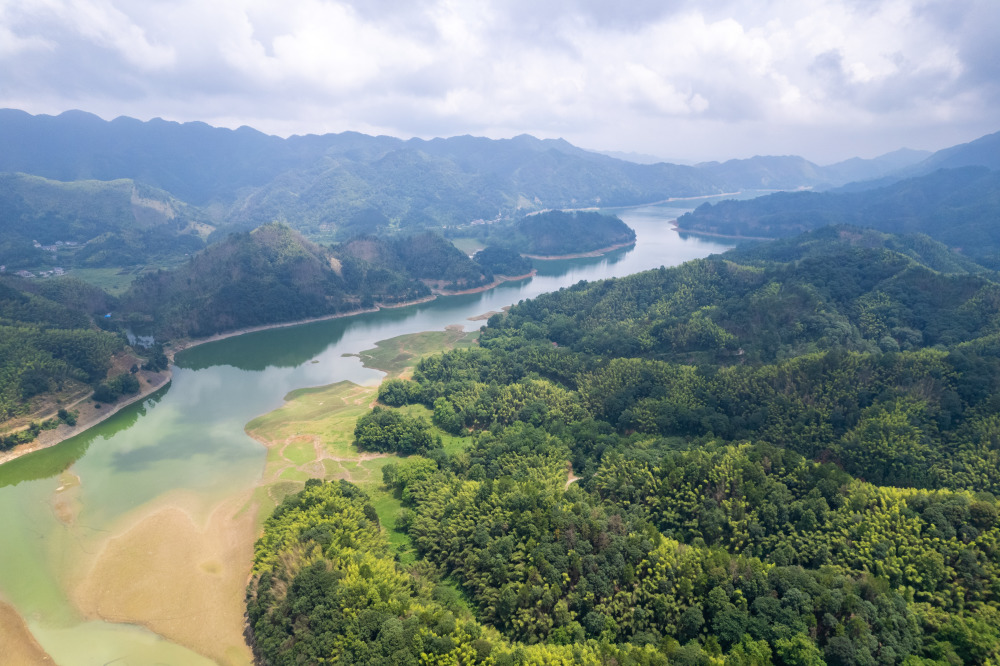 这是8月2日在桃江县桃花江国有林场拍摄的竹蝗.