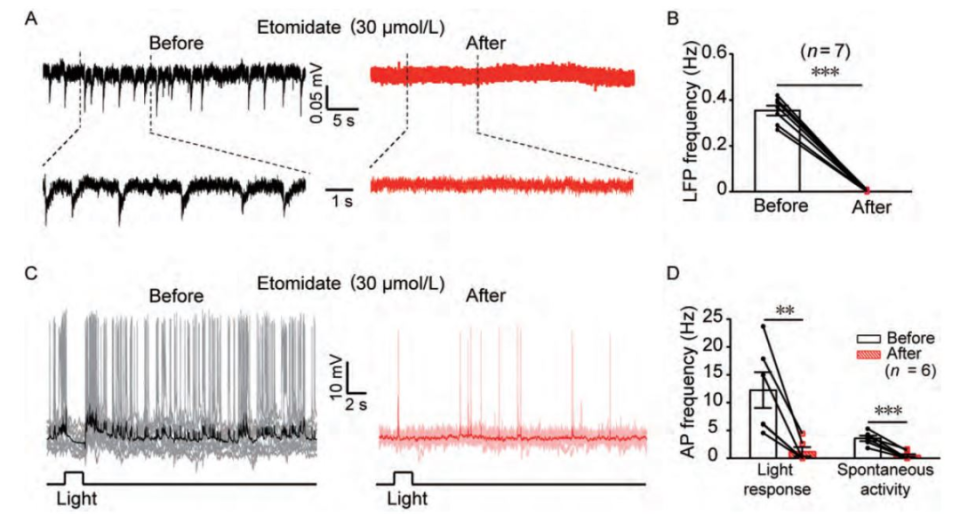 依托咪酯抑制斑马鱼局部场电位和视顶盖神经元的光反应以及自发活动