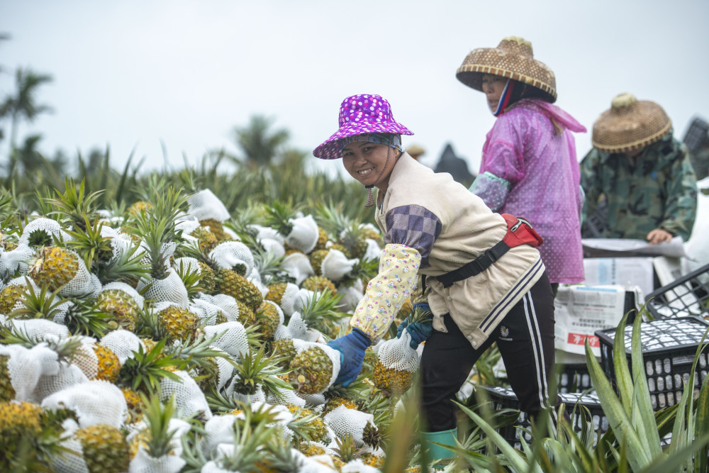 春日菠萝采收忙