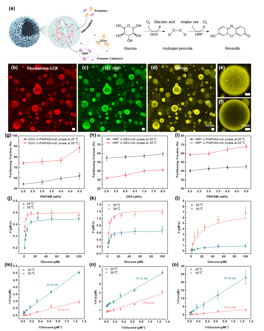 香港大学岑浩璋教授《自然·通讯》: 温敏性双水相系统的二级腔室化