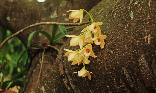 保山龙陵首次发现濒危物种杓唇石斛